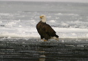 baldeagle8285