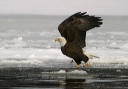 baldeagle8293