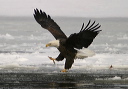baldeagle8294