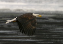 baldeagle8295