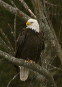 baldeagle8311