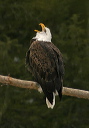 baldeagle8342