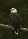 baldeagle8343