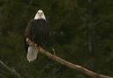 baldeagle8356