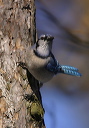 bluejay8718