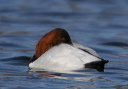 canvasback8758
