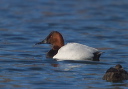 canvasback8881