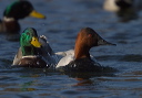 canvasback8953