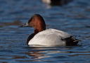 canvasback8955