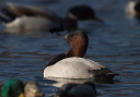 canvasback8957