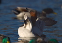 canvasback8959