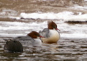 cmerganser8382