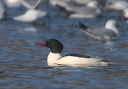 cmerganser8908