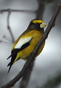 eveninggrosbeak257