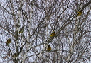 eveninggrosbeak9213