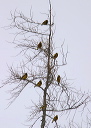 eveninggrosbeak9220