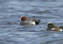 ewigeon9433
