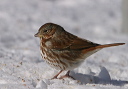 foxsparrow8521