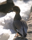 gadwall8624