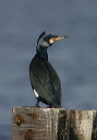 gcormorant9395