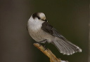 gray_jay292