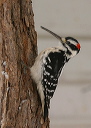 hairy_woodpecker9022