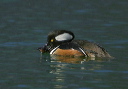 hmerganser9335