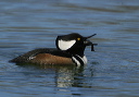 hmerganser9354