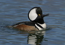 hmerganser9364