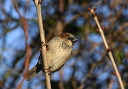house_sparrow8117