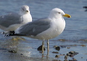 larus9376