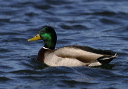 mallard036