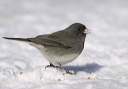 njunco8514