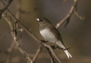 njunco8530