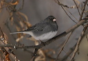 njunco8537