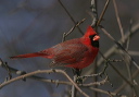northern_cardinal8570