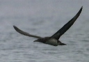 northern_gannet166