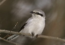northern_shrike286