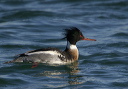 rbmerganser8148