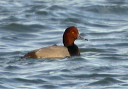 redhead232