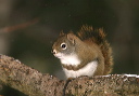 redsquirrel9264