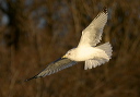 ringbilledgull8052