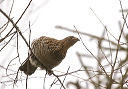 ruffedgrouse8969