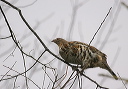 ruffedgrouse8982