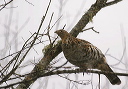 ruffedgrouse8991