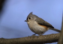 tuftedtitmouse8711