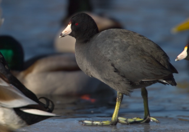Fulica americana Rallidae