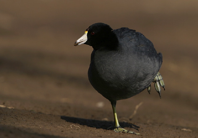 Fulica americana Rallidae