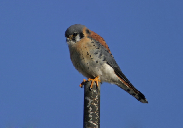 Falco sparverius Falconidae