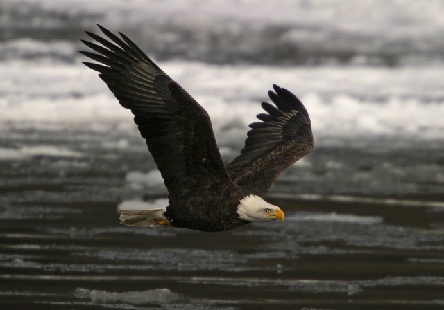 Haliaeetus leucocephalus Accipitridae